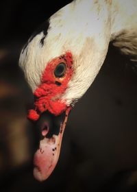 Close-up of flamingo