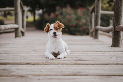 Portrait of white dog on wood