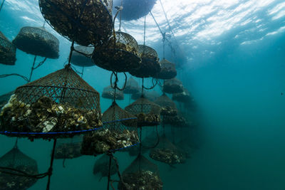 Oyster farm, ishikawa, notojima , japan