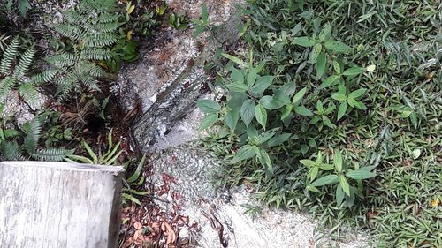 High angle view of plants growing on land