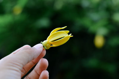 Close-up of hand holding yellow flower