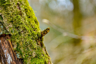 Close-up of tree trunk