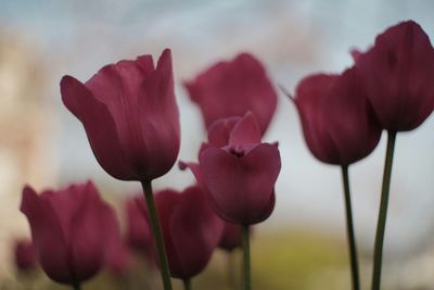 Close-up of tulips