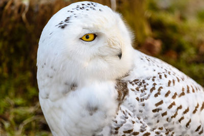 Close-up portrait of white owl