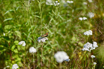 Close-up of butterfly pollinating on flower