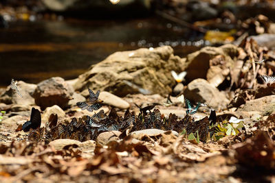 Close-up of crab on rock