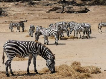 Zebras and zebra crossing in a field