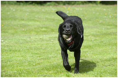 Black dog standing on field