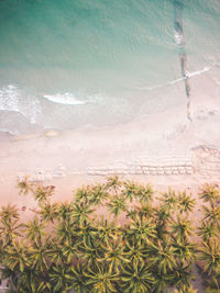 Aerial view of palm trees at beach