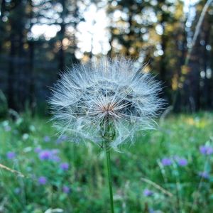 Close-up of dandelion flower