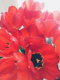 Close-up of red flowers