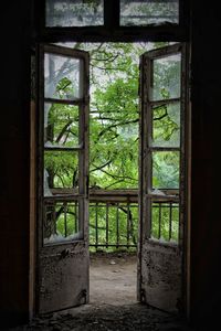 Trees seen through damaged door