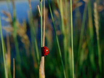 Close-up of ladybug on grass