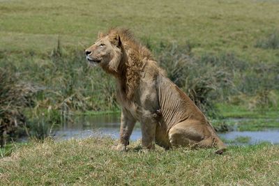 Lion in serengeti