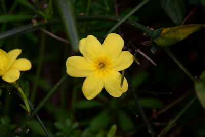 Close-up of yellow flowers blooming outdoors