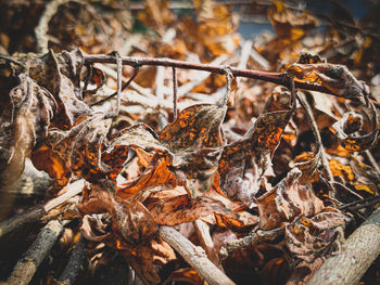 Close-up of dried leaves on tree