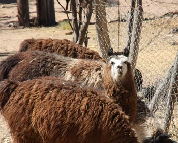 Sheep in a zoo