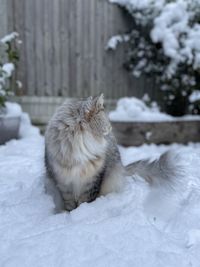 Close up  of cat in the snow in backyard in london. siberian cat playing in garden in the snow