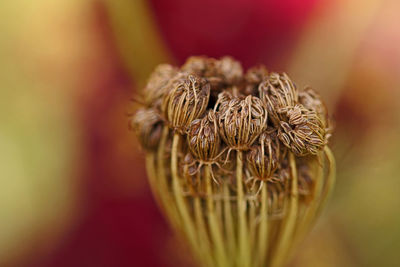 Close-up of wilted flower