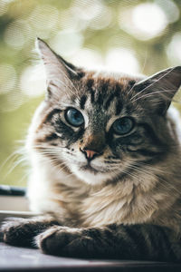 Close-up portrait of cat sitting