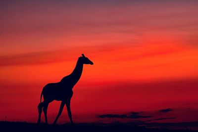 Side view of a giraffe on the african savannah against sky during sunset