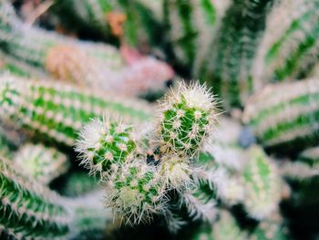 Close-up of plant