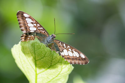 Close-up of butterfly on plant