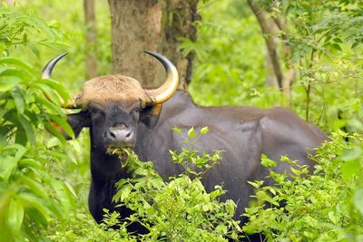 Elephant in a forest