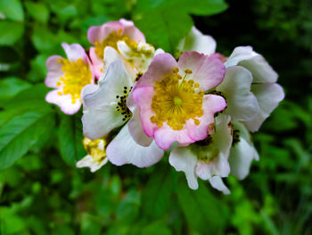 Close-up of flowering plant