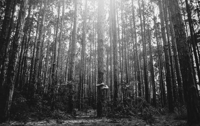 View of trees in forest