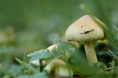 Close-up of mushroom growing on land