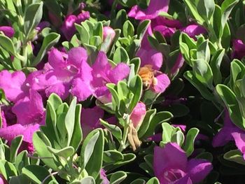 Close-up of pink flowers