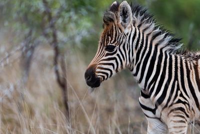 View of a zebra