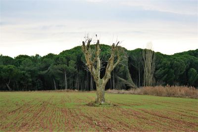 Trees on field against sky