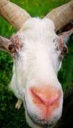 Close-up portrait of sheep