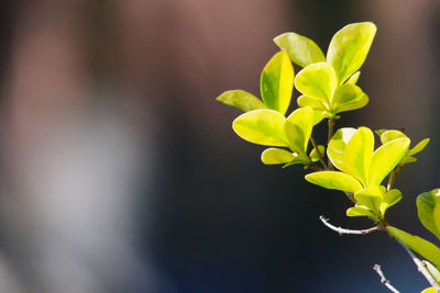 Close-up of green plant