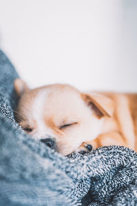 Close-up of a dog sleeping