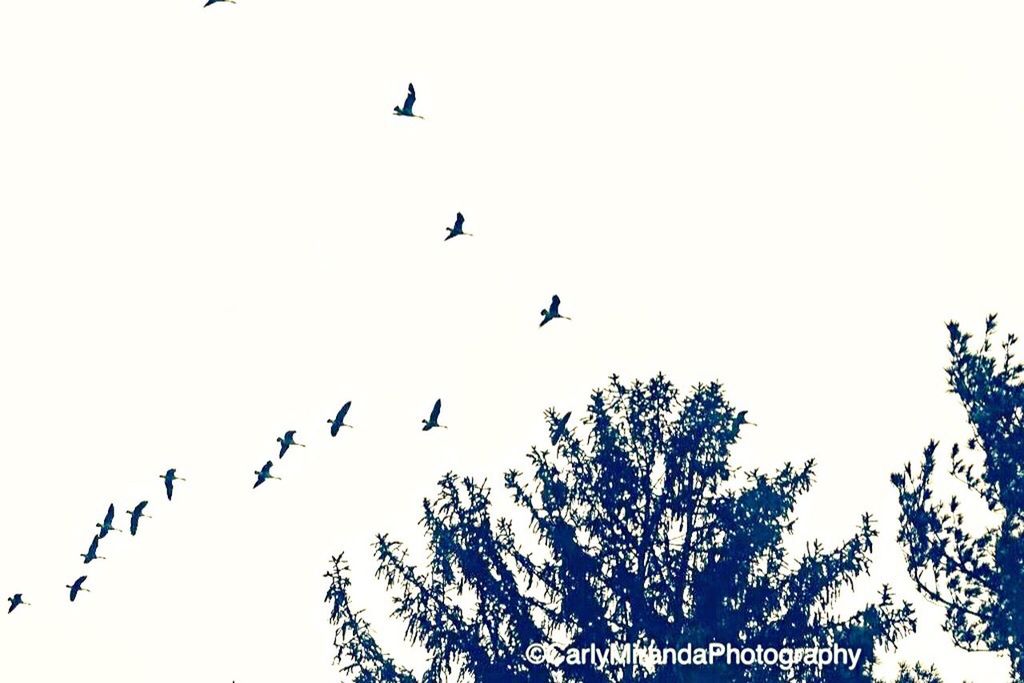 bird, clear sky, low angle view, flying, animal themes, animals in the wild, wildlife, copy space, tree, silhouette, flock of birds, mid-air, nature, spread wings, outdoors, day, sky, no people, one animal