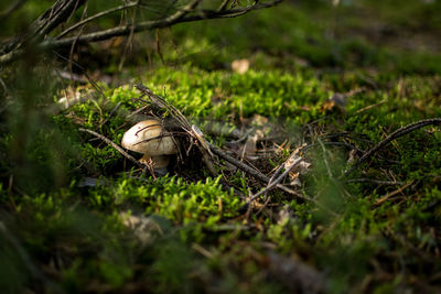 Close-up of a mushroom in forest