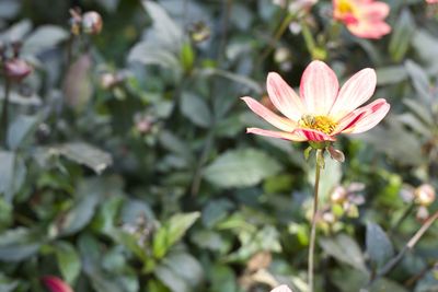 Close-up of pink flower blooming outdoors