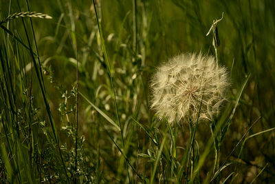 Close-up of dandelion on field