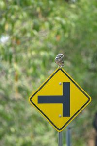 Close-up of yellow sign on road
