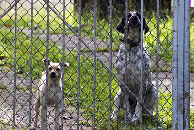 Dogs on field seen through chainlink fence