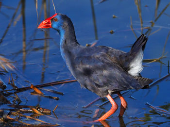 Close-up of bird perching on a lake