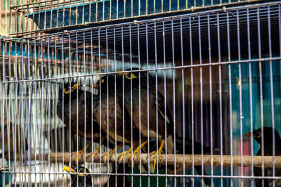 Close-up of parrot in cage