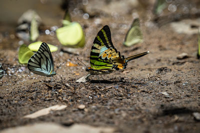 Butterfly on ground