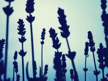 Close-up of plant against blurred background