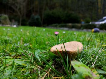 Close-up of mushroom growing on field