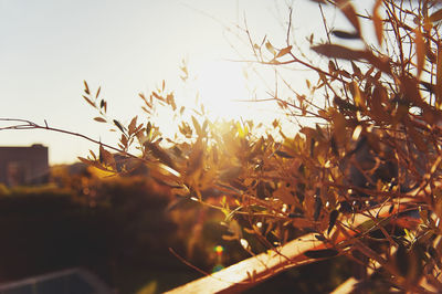 Close-up of plants against clear sky