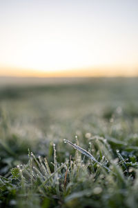 Close-up of grass on field against clear sky during sunset